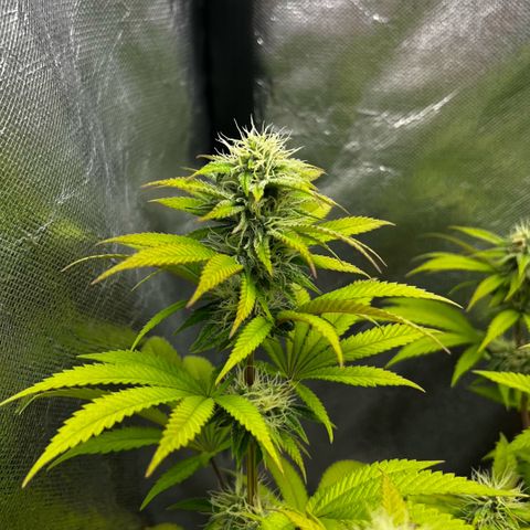 Mimosa growlog timeline photo