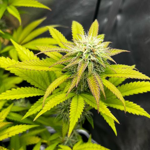 Mimosa growlog timeline photo