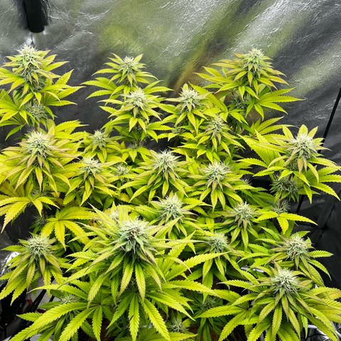 Mimosa growlog timeline photo