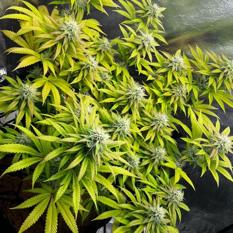 Mimosa growlog timeline photo