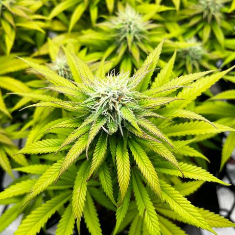 Mimosa growlog timeline photo