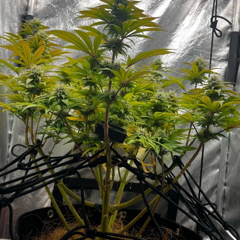 Mimosa growlog timeline photo
