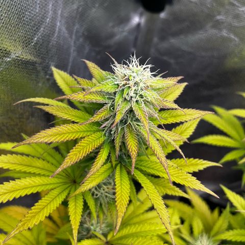 Mimosa growlog timeline photo