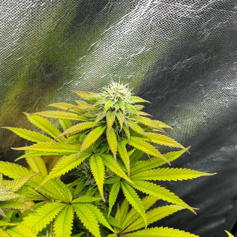Mimosa growlog timeline photo