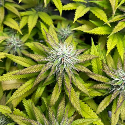 Mimosa growlog timeline photo