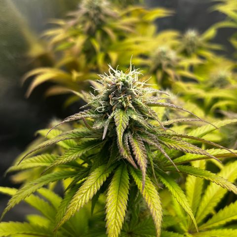 Mimosa growlog timeline photo