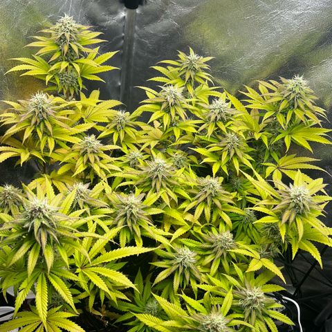 Mimosa growlog timeline photo