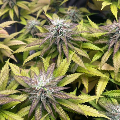 Mimosa growlog timeline photo
