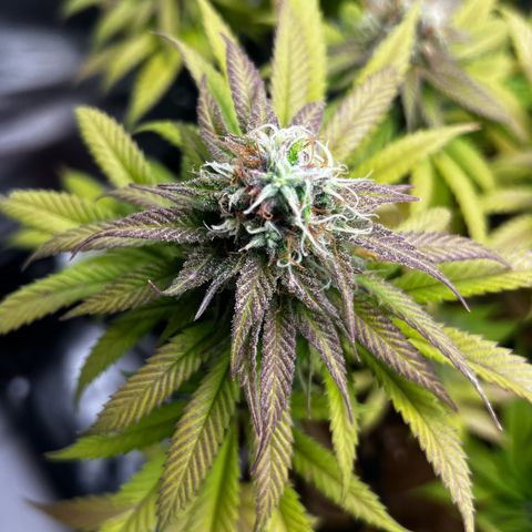 Mimosa growlog timeline photo