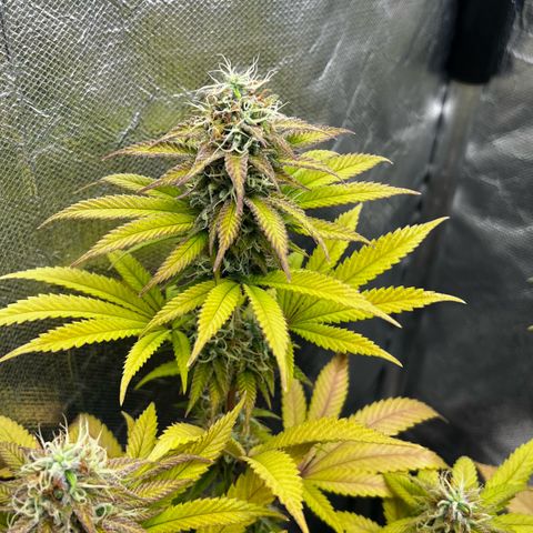 Mimosa growlog timeline photo