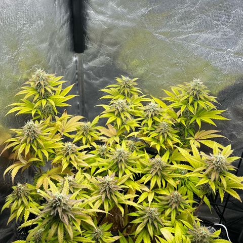 Mimosa growlog timeline photo