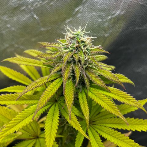 Mimosa growlog timeline photo