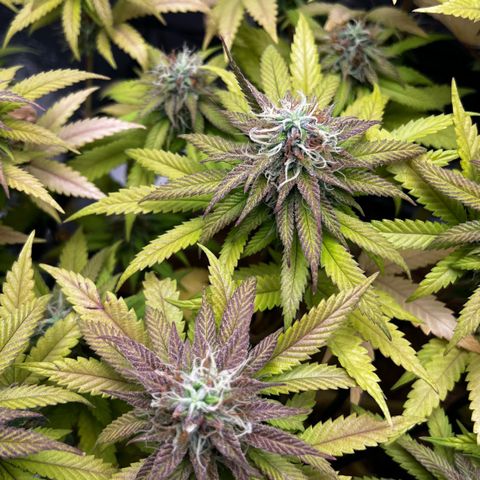 Mimosa growlog timeline photo