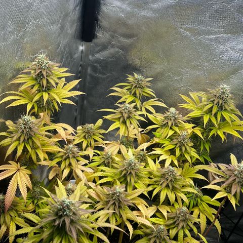 Mimosa growlog timeline photo