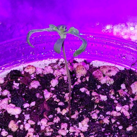 El Alquimista growlog photo: Lookin good. Humidity 65% Temp 76°