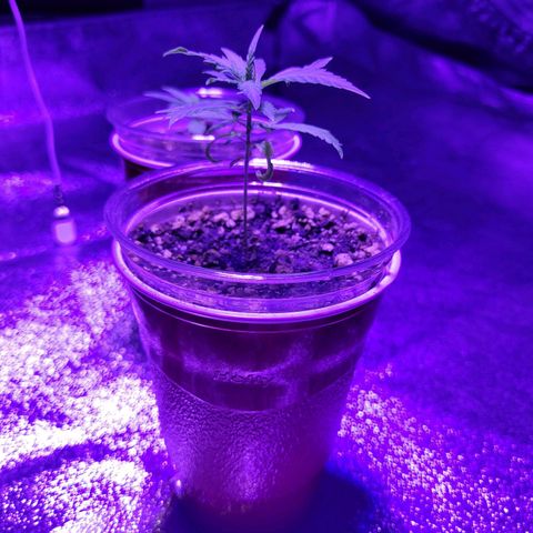 El Alquimista growlog timeline photo