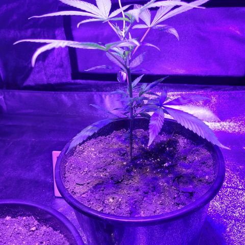 El Alquimista growlog photo: Veg stage 
Week 5