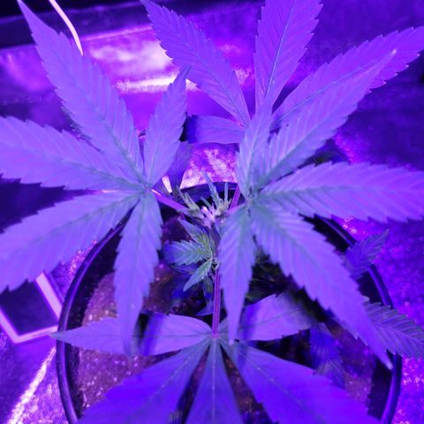 El Alquimista growlog photo: Veg stage 
Week 5