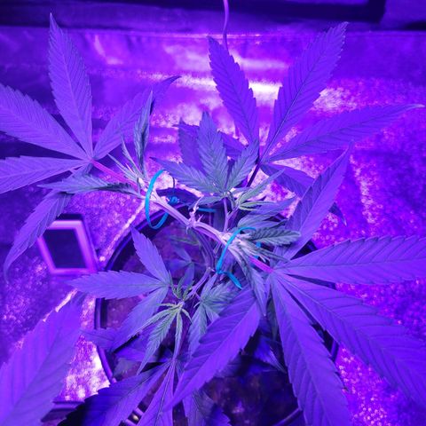 El Alquimista growlog photo: Veg stage 
Week 5