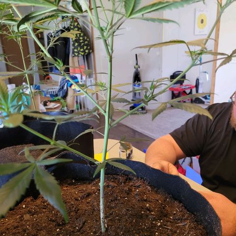 El Alquimista growlog photo: Transplant Day!