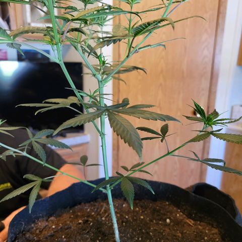 El Alquimista growlog photo: Transplant Day!