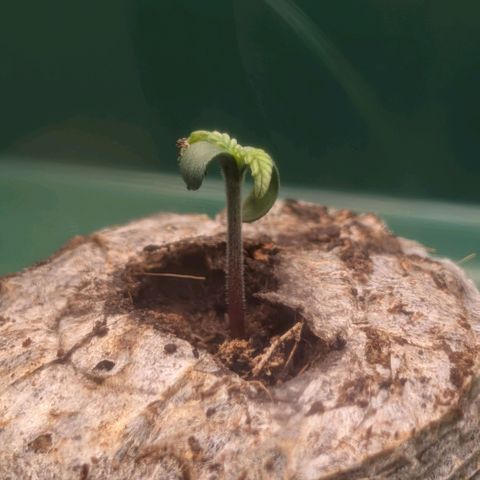 Northern Lights growlog timeline photo