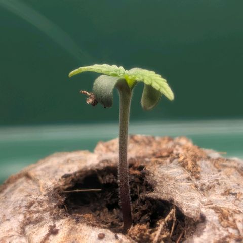 Northern Lights growlog timeline photo