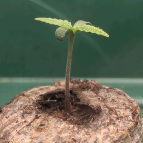 Northern Lights growlog timeline photo