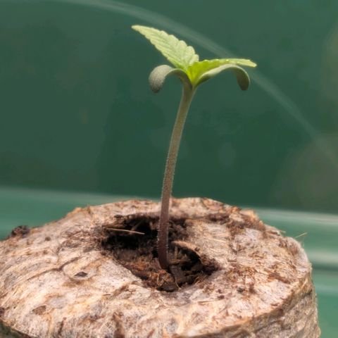 Northern Lights growlog timeline photo