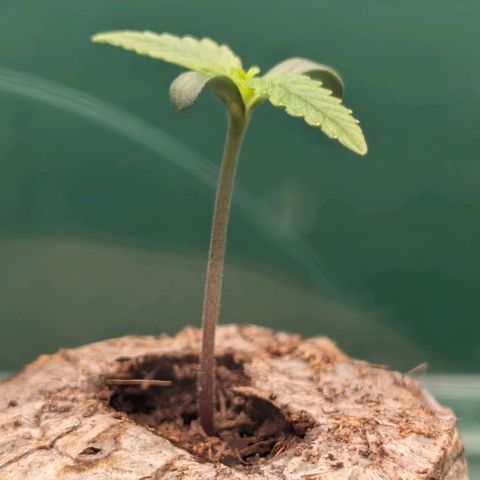 Northern Lights growlog timeline photo