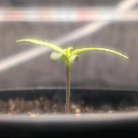 Northern Lights growlog timeline photo