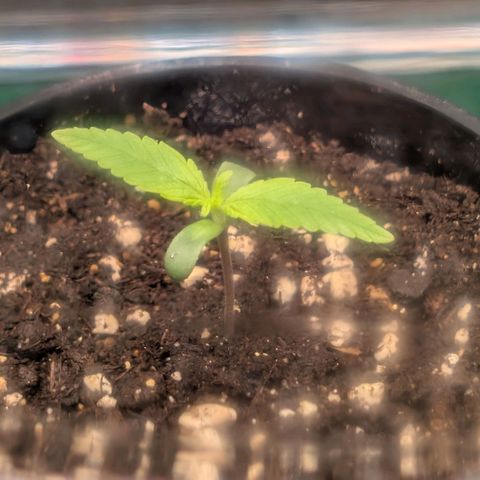 Northern Lights growlog timeline photo