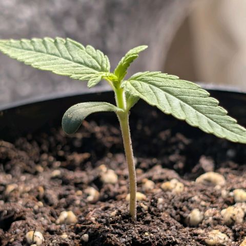 Northern Lights growlog timeline photo