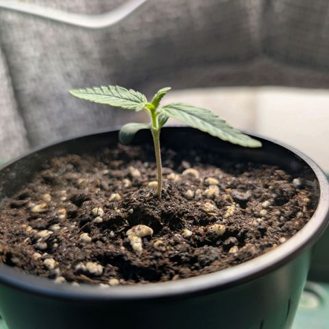 Northern Lights growlog timeline photo