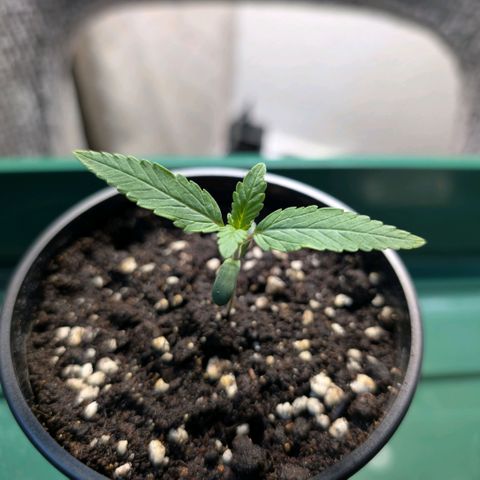 Northern Lights growlog timeline photo