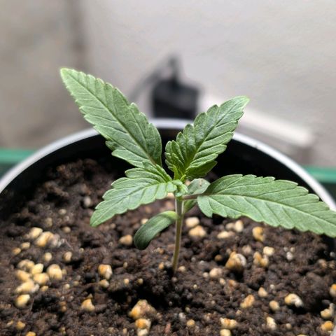 Northern Lights growlog timeline photo