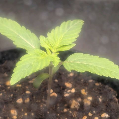 Northern Lights growlog timeline photo