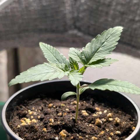 Northern Lights growlog timeline photo