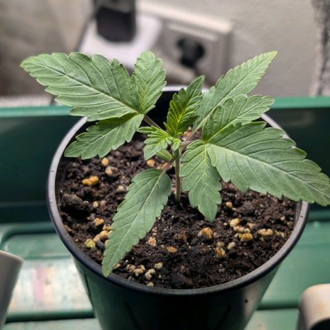 Northern Lights growlog timeline photo