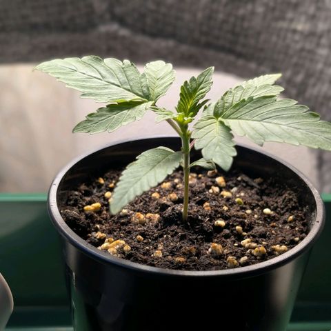 Northern Lights growlog timeline photo
