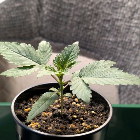 Northern Lights growlog timeline photo