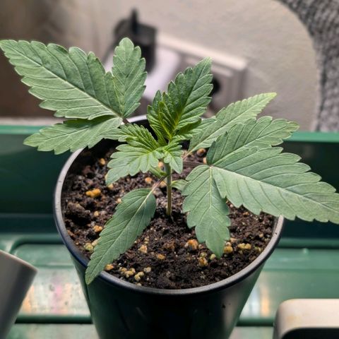Northern Lights growlog timeline photo