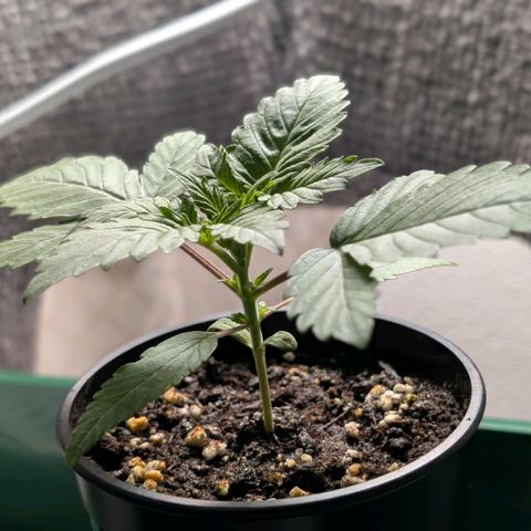 Northern Lights growlog timeline photo