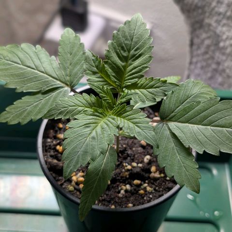 Northern Lights growlog timeline photo