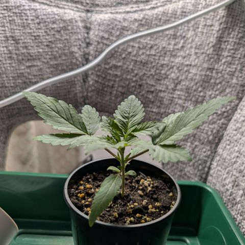 Northern Lights growlog timeline photo