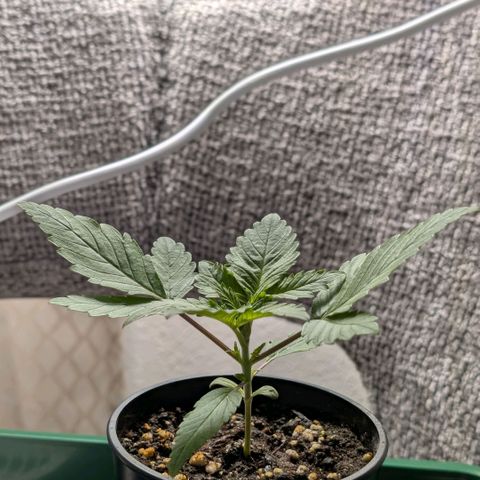 Northern Lights growlog timeline photo