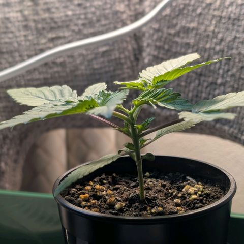 Northern Lights growlog timeline photo