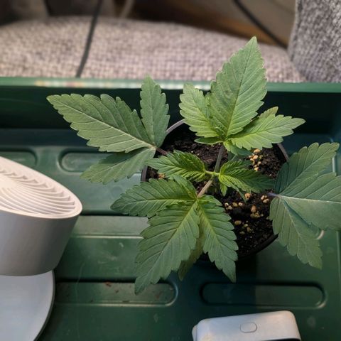 Northern Lights growlog timeline photo