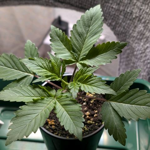 Northern Lights growlog timeline photo