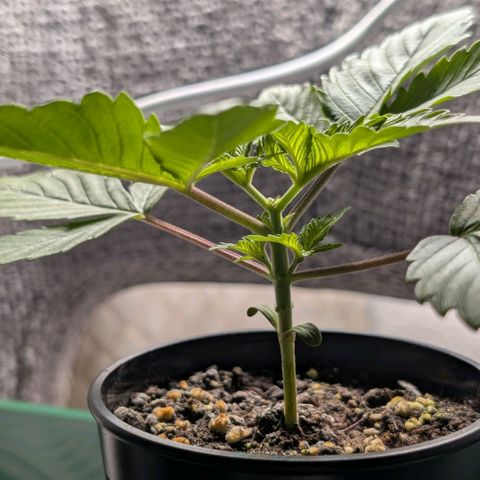 Northern Lights growlog timeline photo